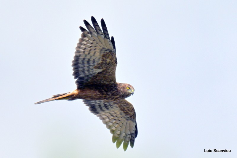 Busard de Gould/Swamp Harrier