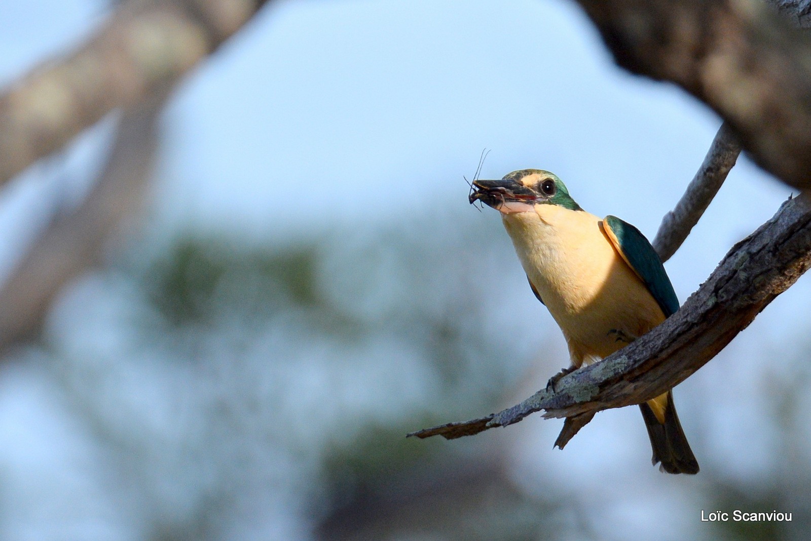 Martin-chasseur sacré/Sacred Kingfisher (5)