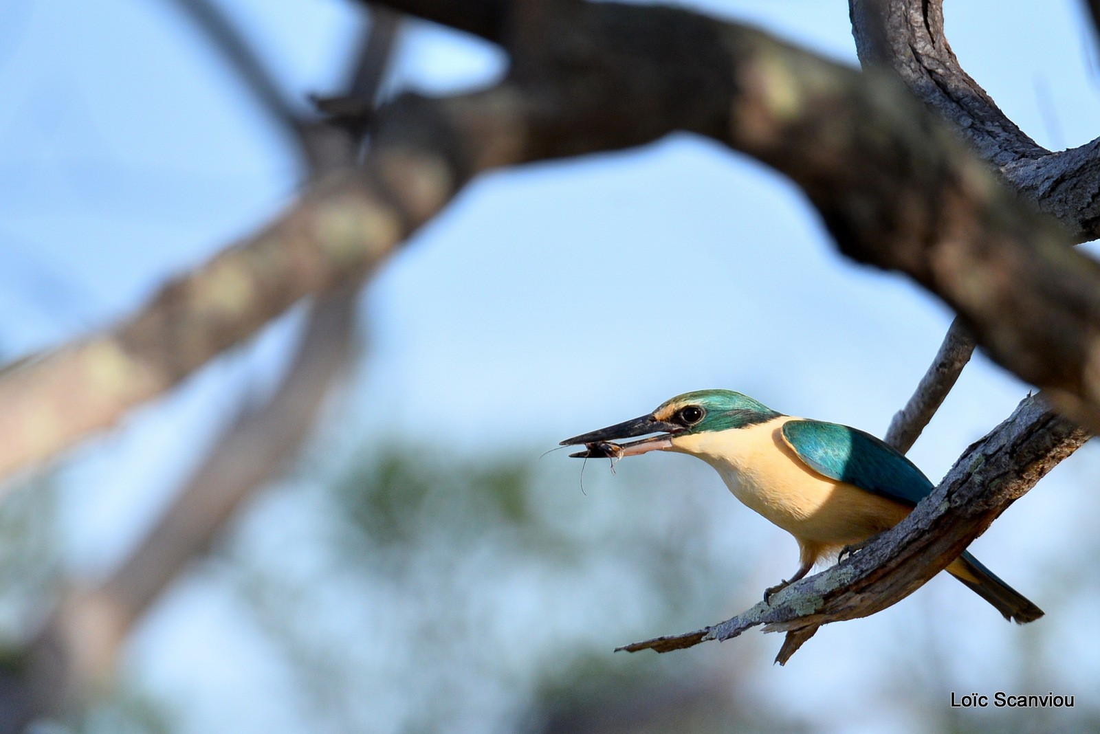 Martin-chasseur sacré/Sacred Kingfisher (6)