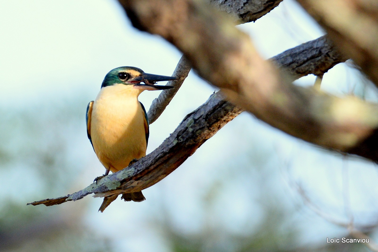 Martin-chasseur sacré/Sacred Kingfisher (9)