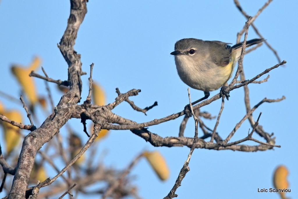 Fauvette à ventre jaune/Fan-tailed Gerygone