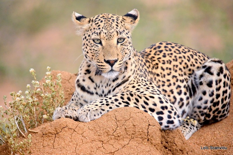Léopard/Leopard (29)