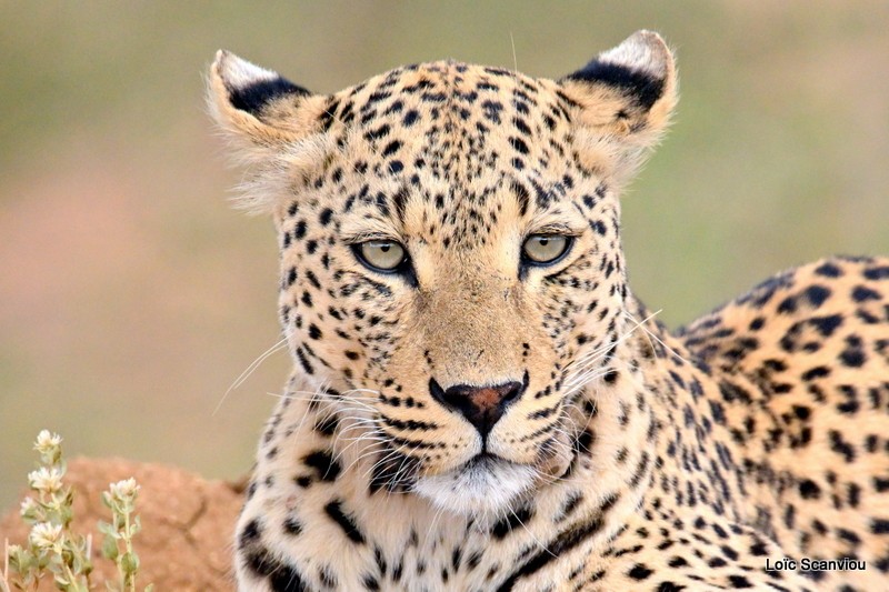 Léopard/Leopard (30)