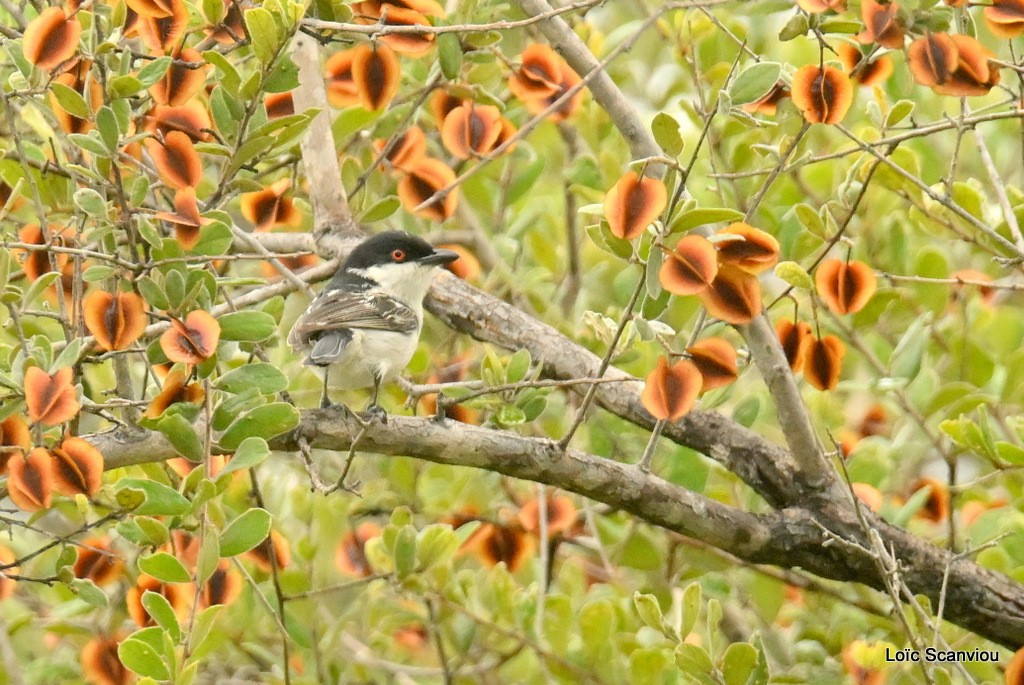 Cubbla boule-de-neige/Black-backed Puffback (1)