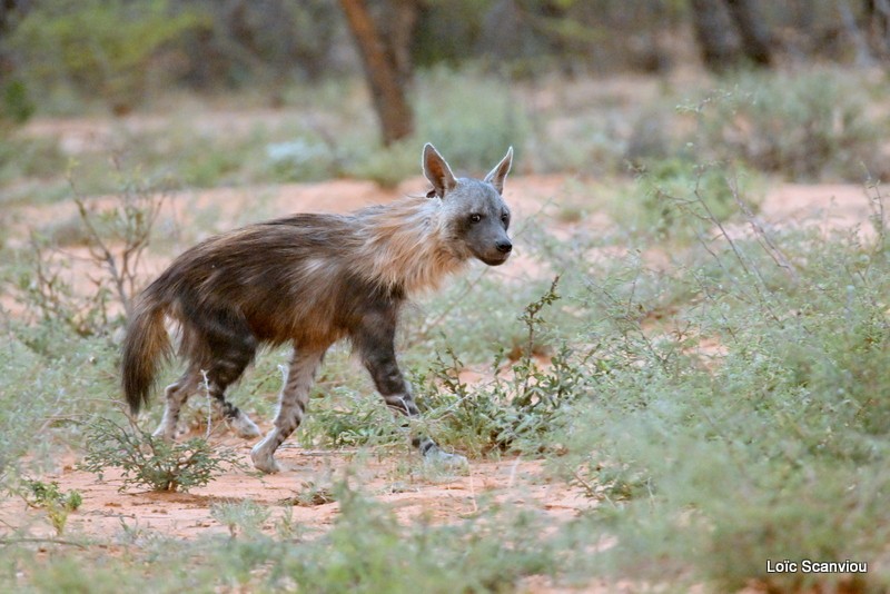 Hyène brune/Brown Hyena (4)