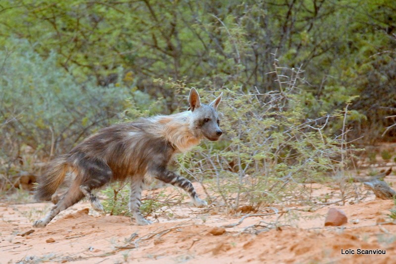 Hyène brune/Brown Hyena (5)
