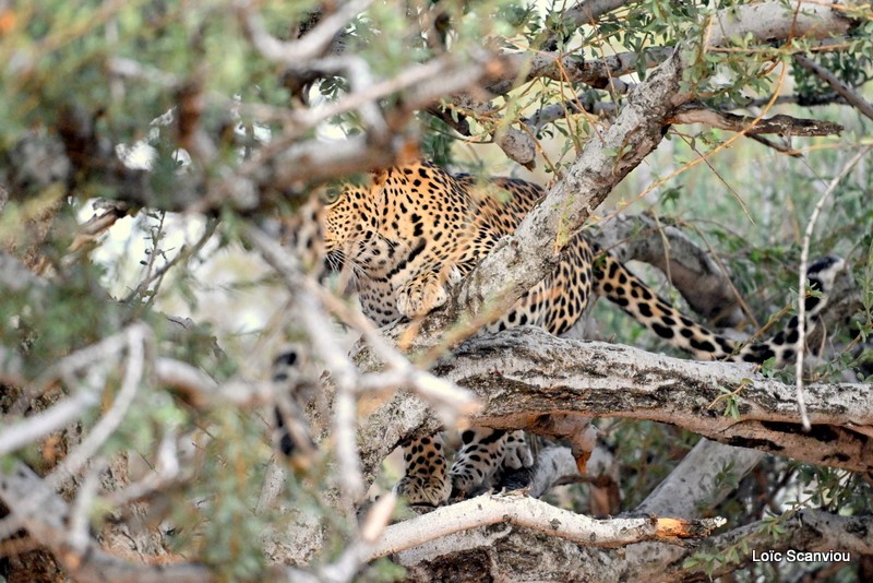 Léopard/Leopard (31)
