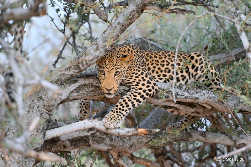 Léopard/Leopard (33)