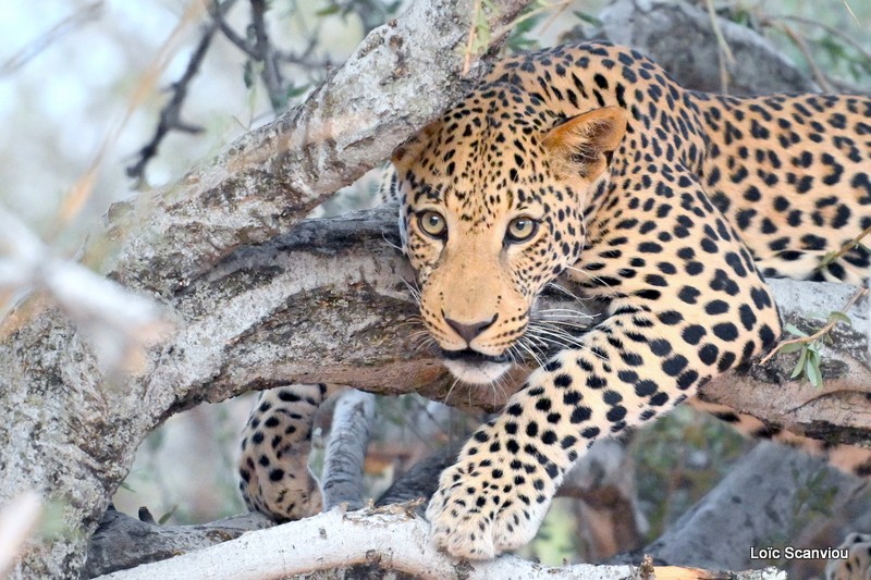 Léopard/Leopard (34)