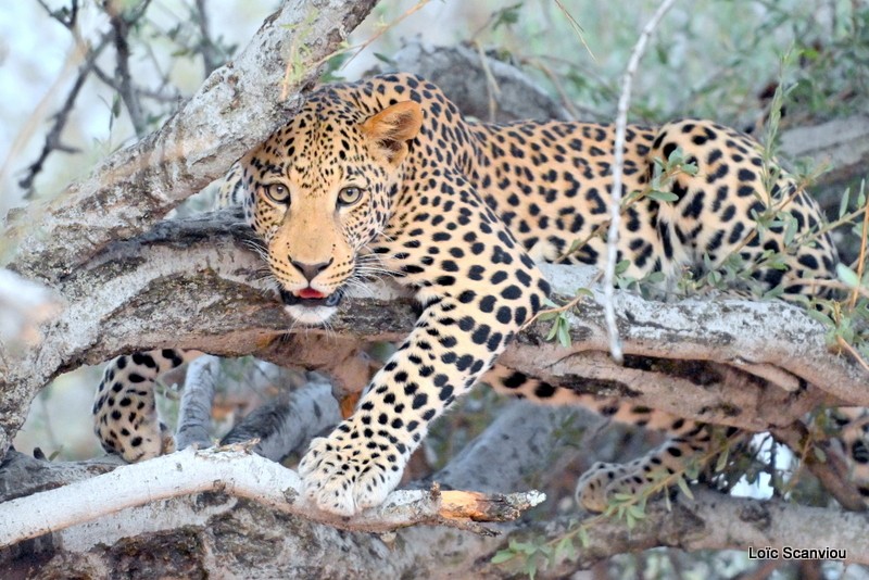 Léopard/Leopard (35)
