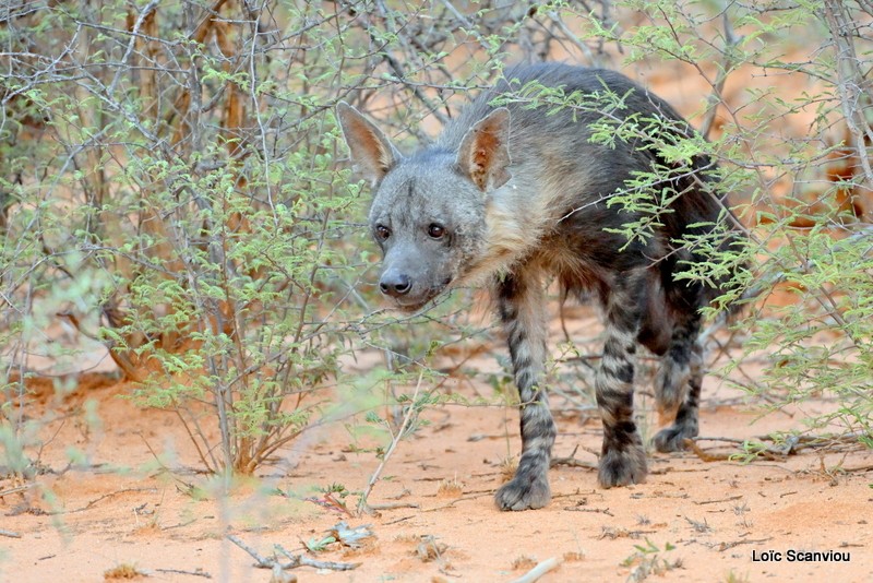 Hyène brune/Brown Hyena (7)