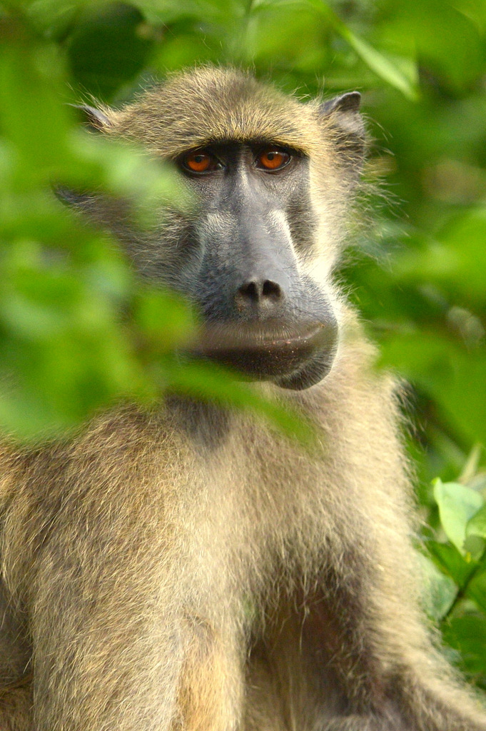 Babouin/Baboon (1)