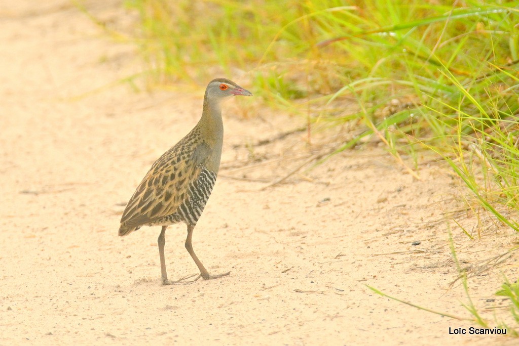 Râle des prés/African Crake