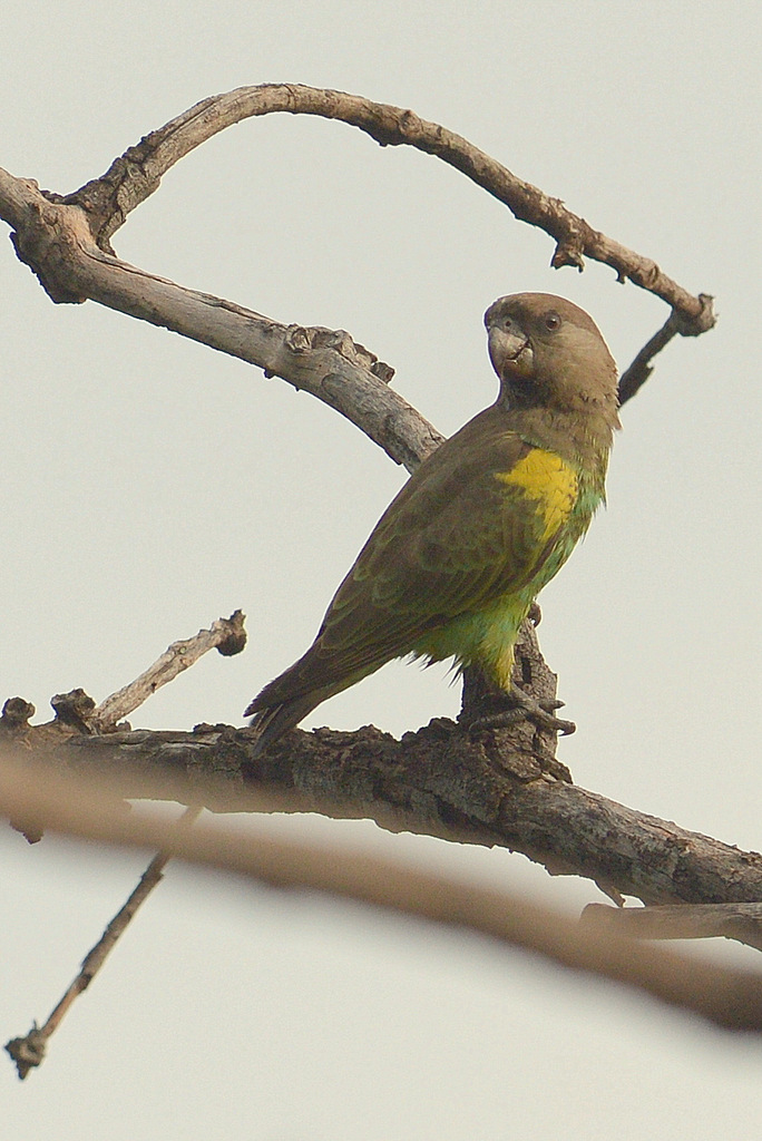 Perroquet à tête brune/Brown-headed Parrot (1)
