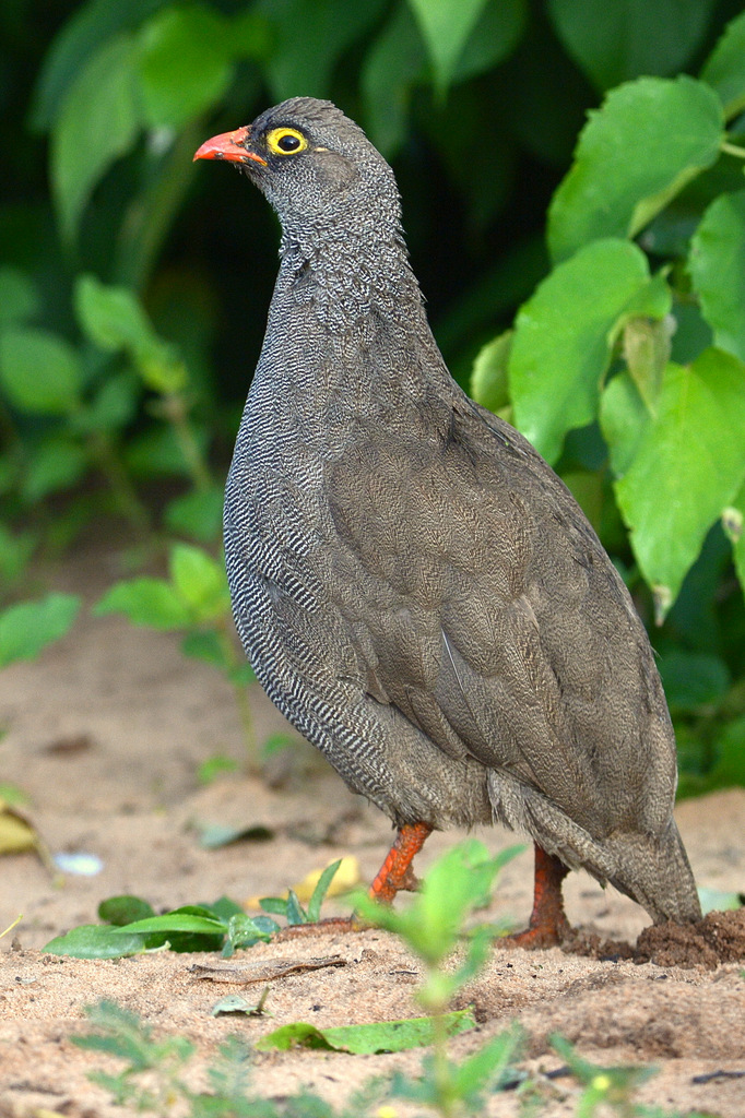 Francolin à bec rouge/Red-billed Spurfowl (1)