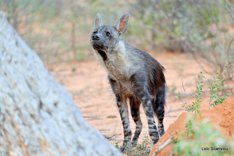 Hyène brune/Brown Hyena (9)