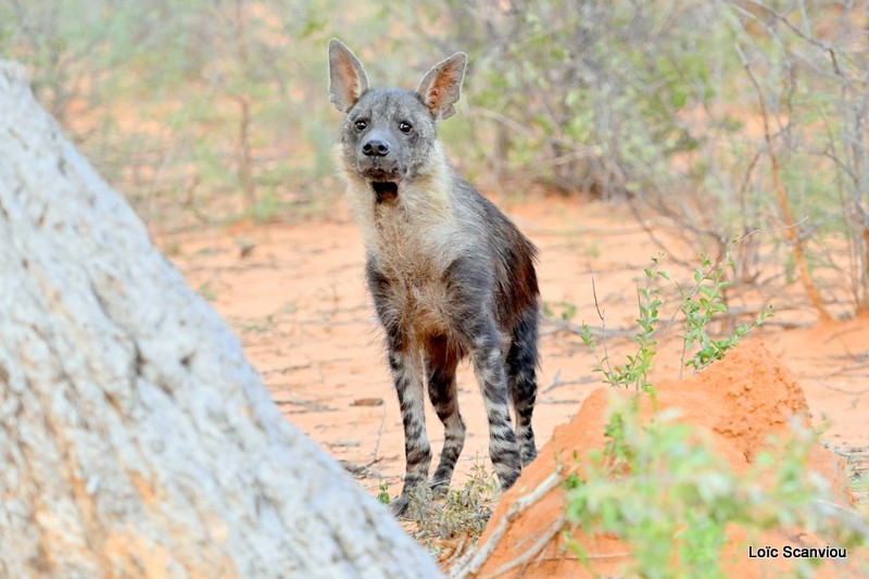 Hyène brune/Brown Hyena (10)