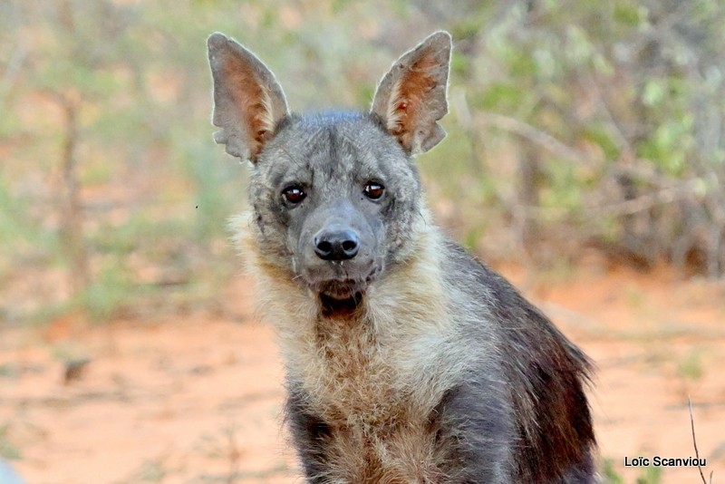 Hyène brune/Brown Hyena (11)