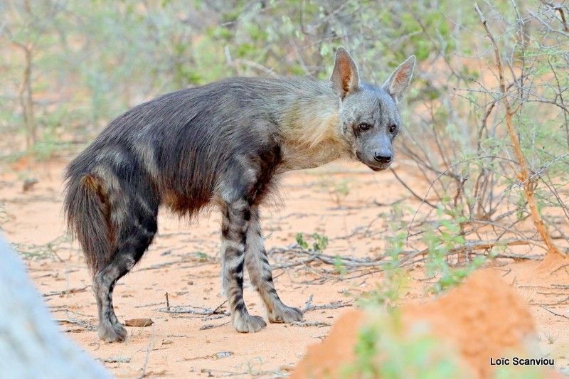 Hyène brune/Brown Hyena (12)