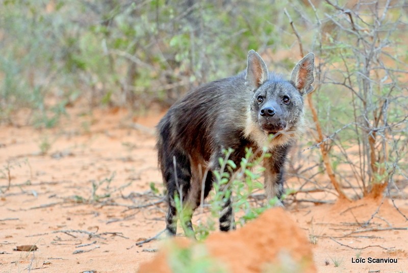Hyène brune/Brown Hyena (13)