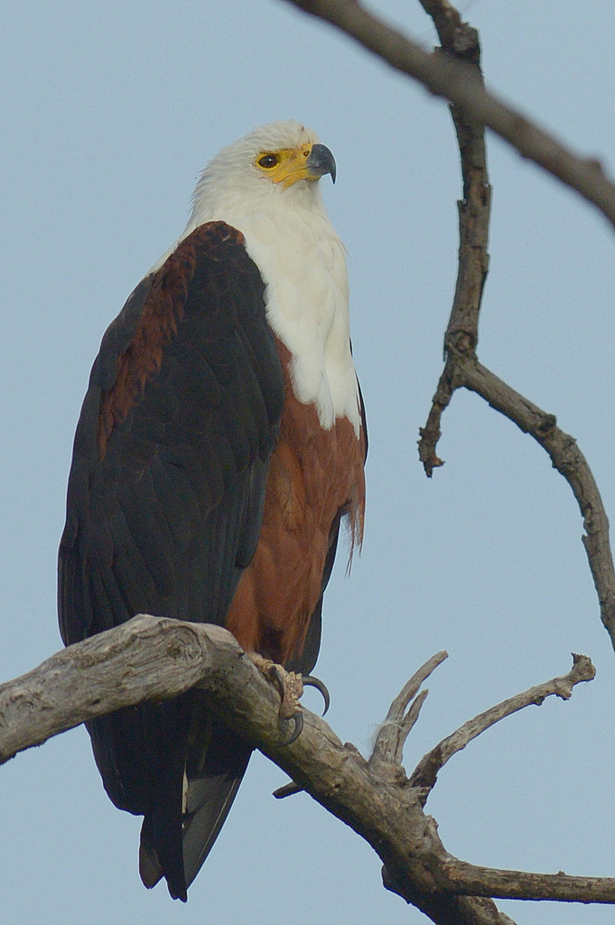 Aigle vocifère/African Fish Eagle (1)