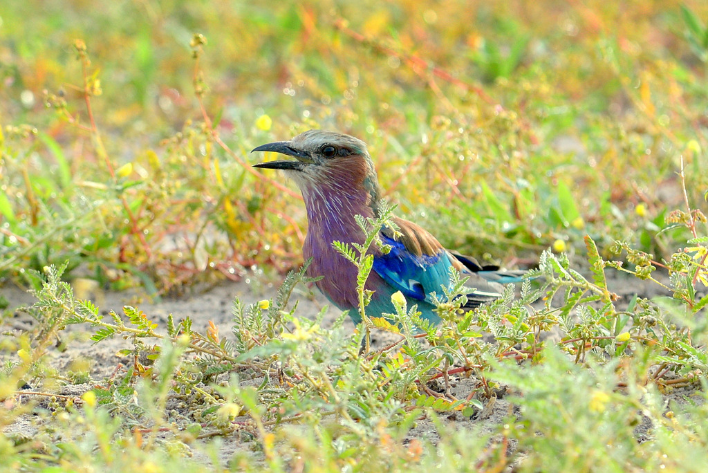 Rollier à longs brins/Lilac-breasted Roller (1)