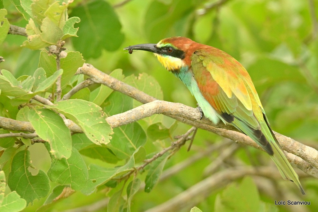 Guêpier d'Europe/European Bee-eater