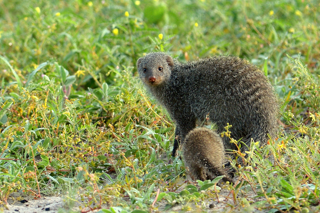 Mangouste/Mongoose (1)