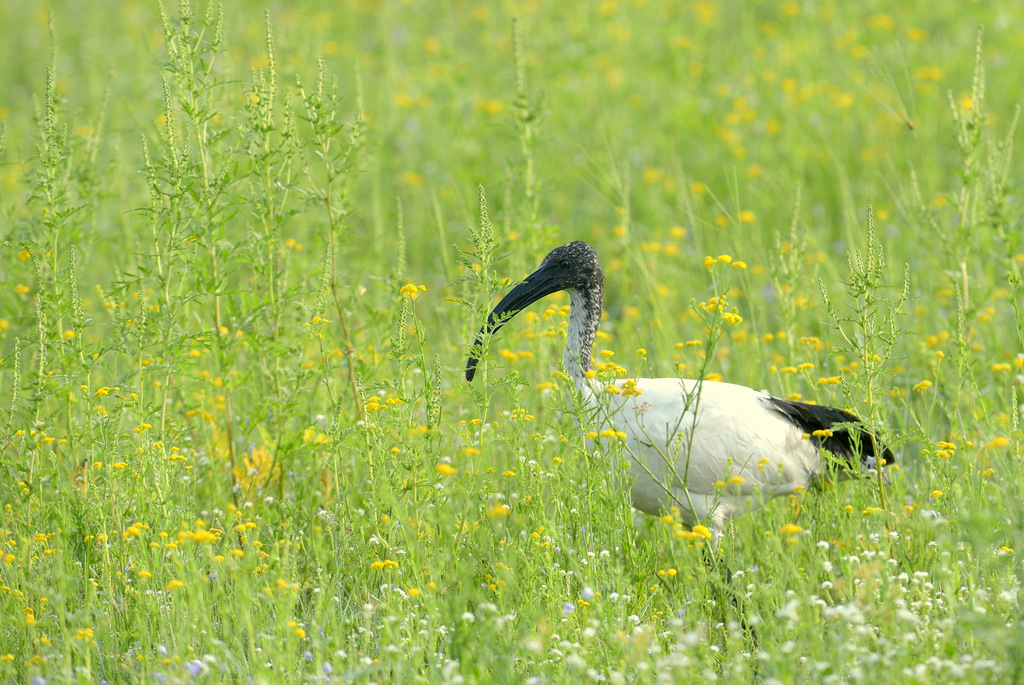 Ibis sacré/Sacred Ibis (1)