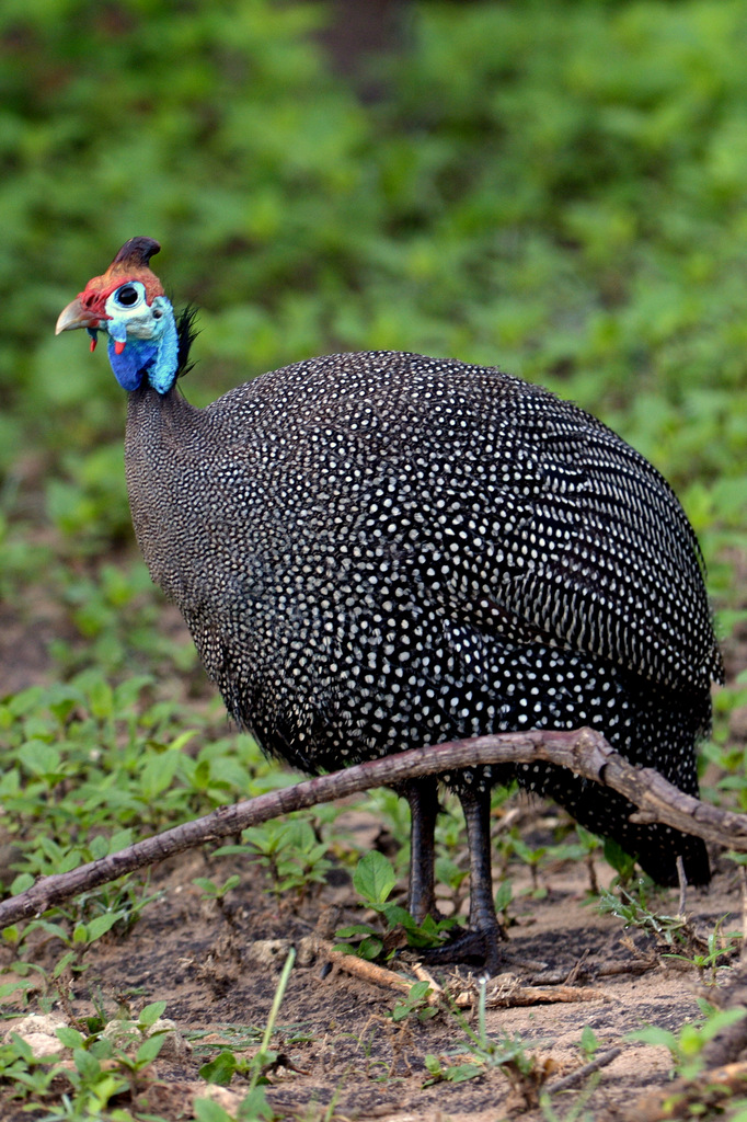 Pintade de Numidie/Helmeted Guinefowl (1)