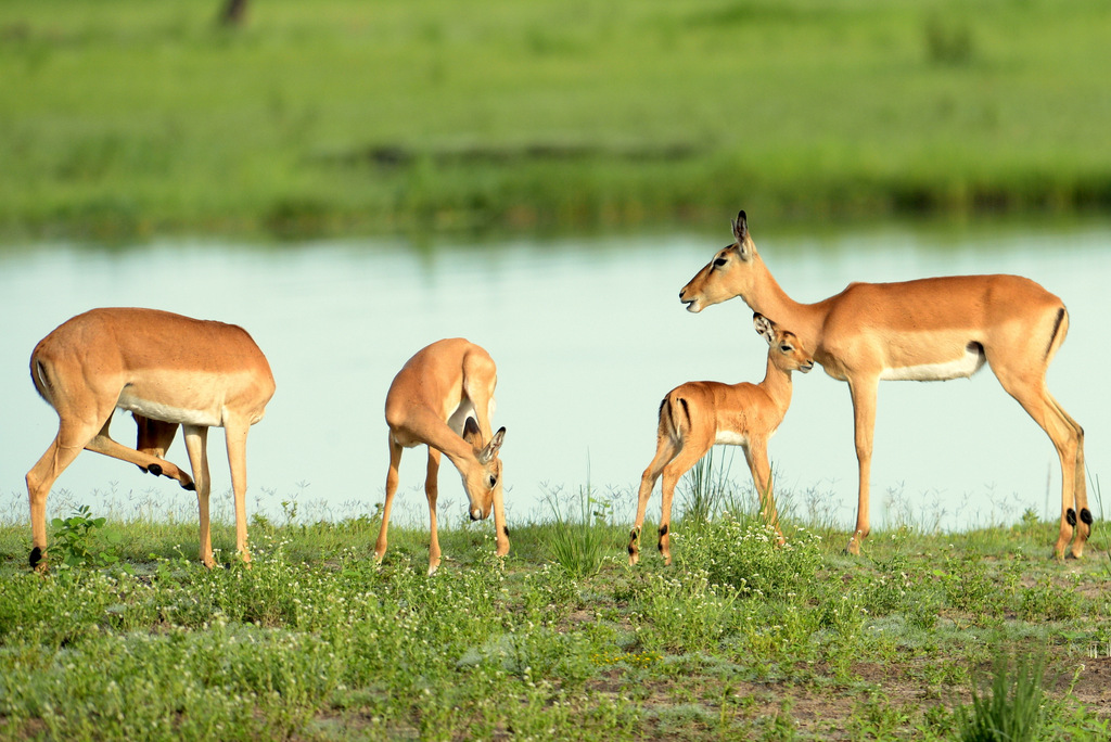 Impala (1)