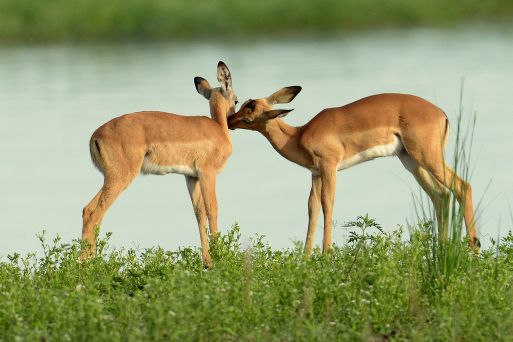 Impala (2)