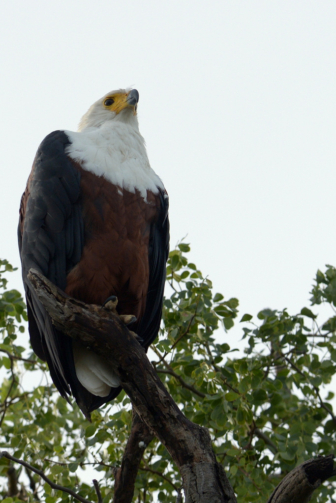 Aigle vocifère/African Fish Eagle (2)