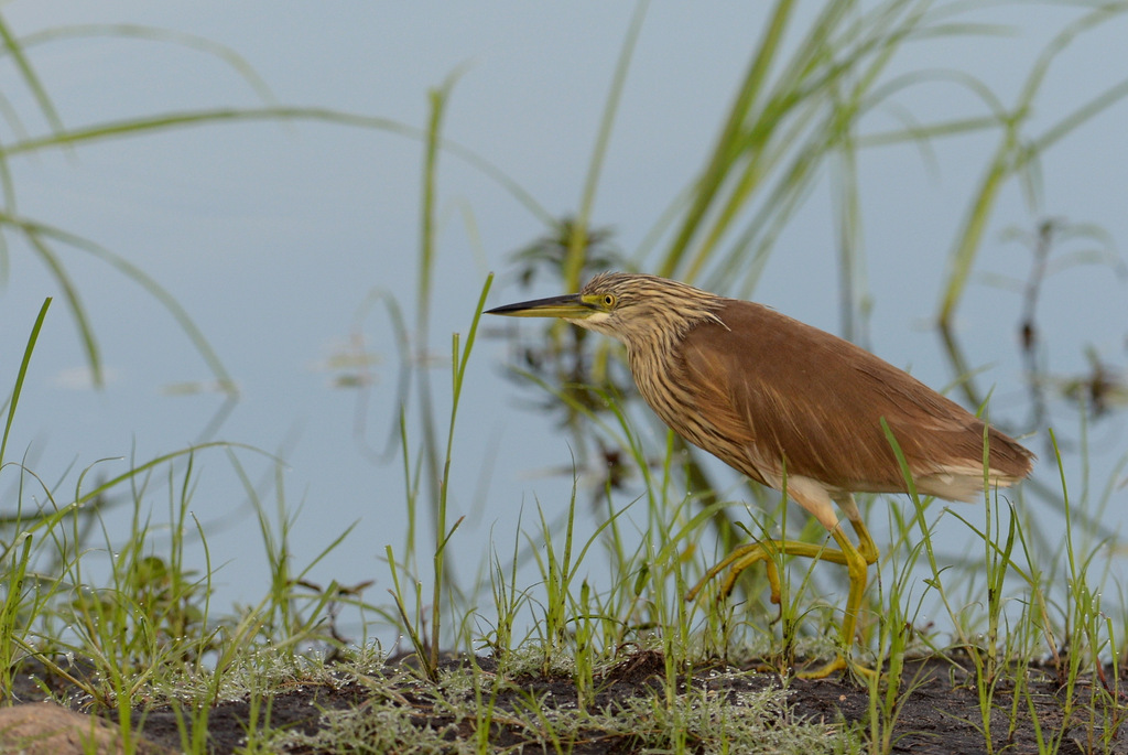 Crabier chevelu/Common Squacco Heron (1)