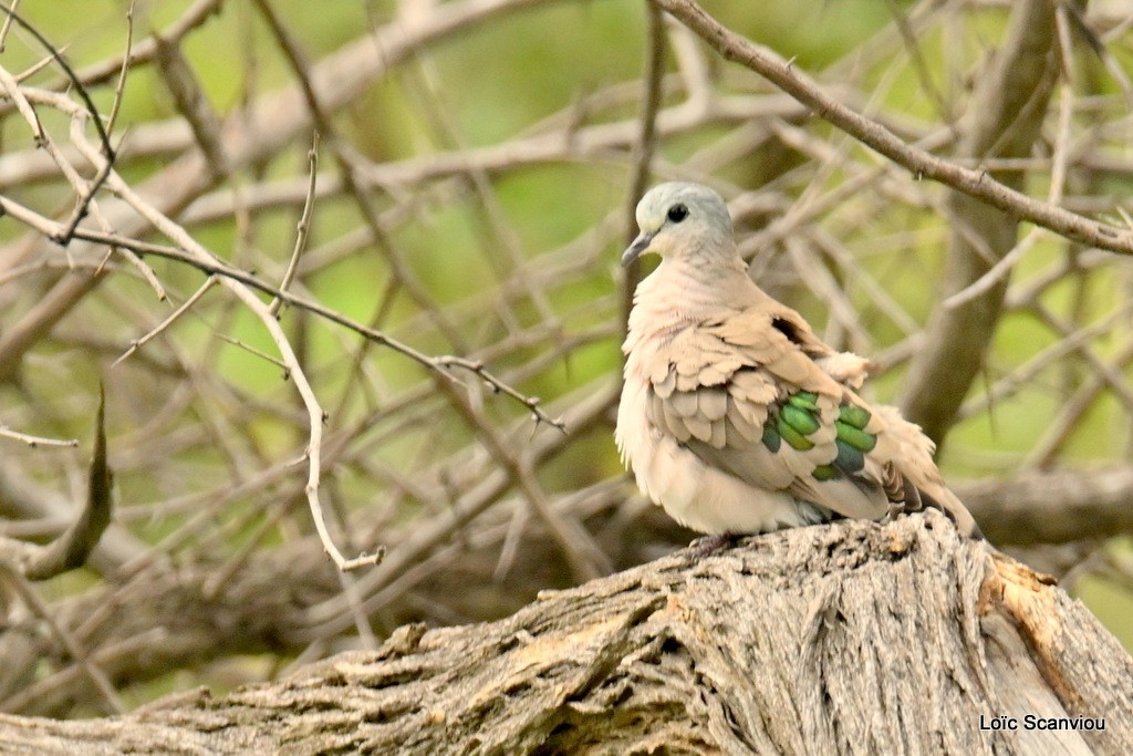 Tourtelette émeraudine/Emerald-spotted Wood-Dove