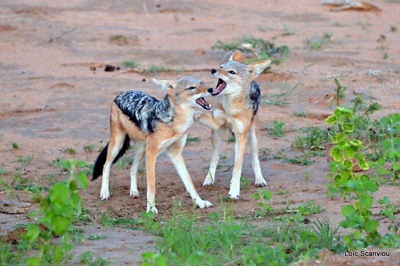Chacal à chabraque/Black-backed Jackal (3)