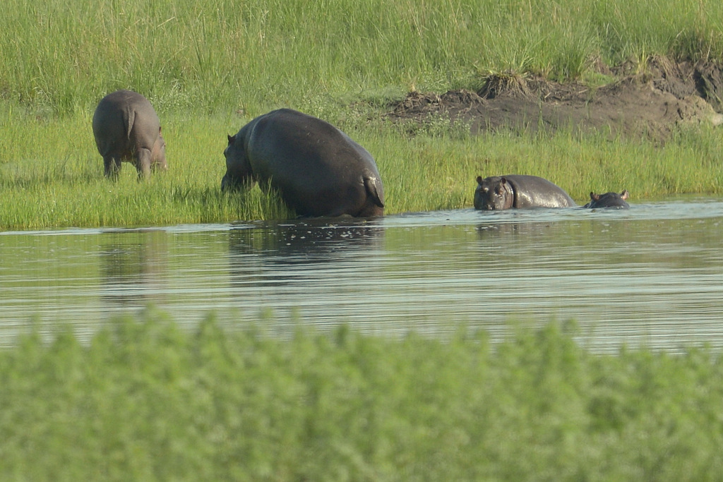 Hippopotame/Hippopotamus (1)