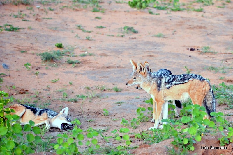 Chacal à chabraque/Black-backed Jackal (4)