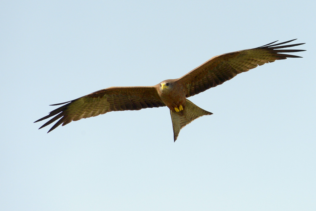 Milan à bec jaune/Yellow-billed Kite (1)