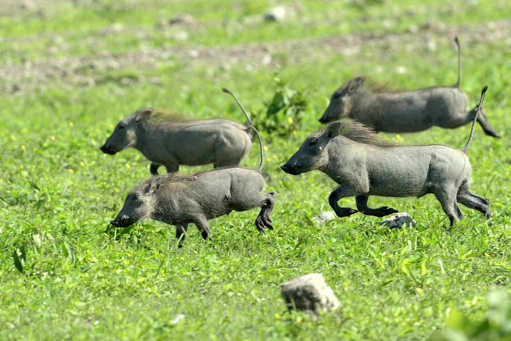 Phacochère/Warthog (3)