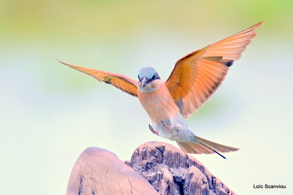 Guêpier carmin/Southern Carmine Bee-eater