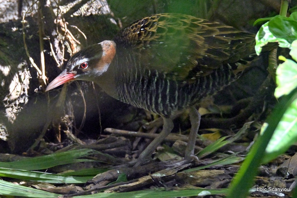 Râle tiklin/Buff-banded Rail (2)