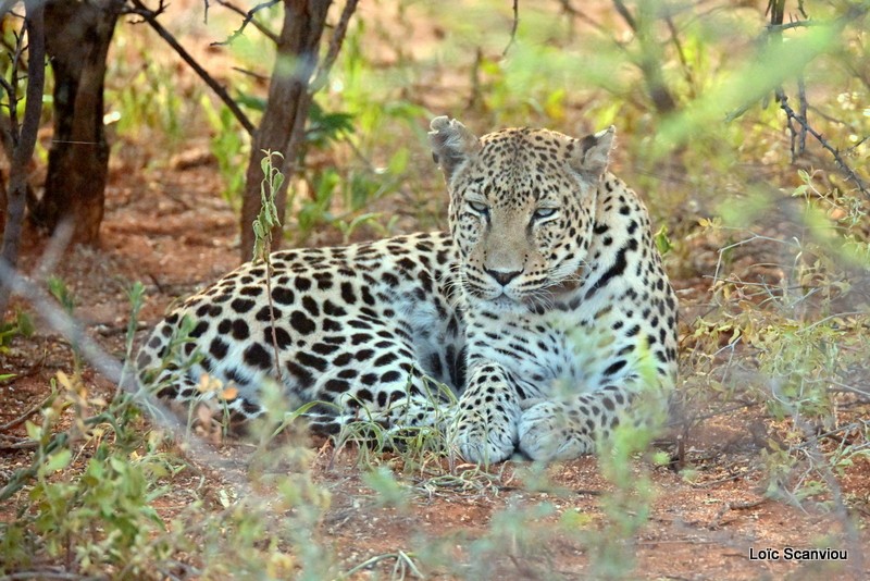 Léopard/Leopard (36)
