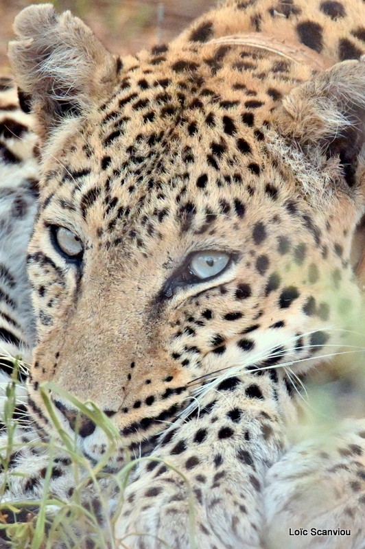 Léopard/Leopard (37)