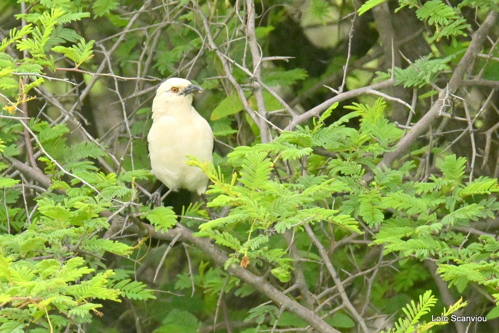 Cratérope bicolore/Southern Pied Babbler