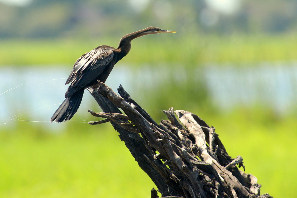 Anhinga d'Afrique/African Darter (1)