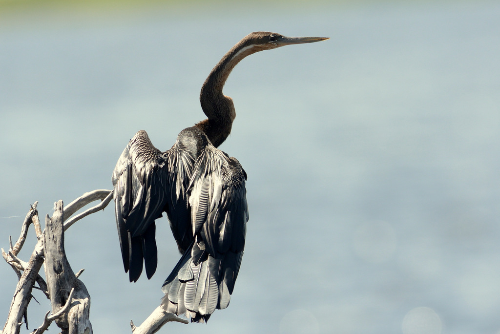 Anhinga d'Afrique/African Darter (2)