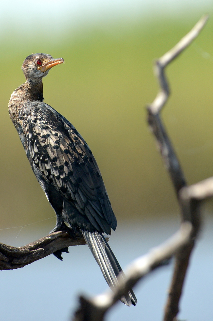 Cormoran/Cormorant (1)