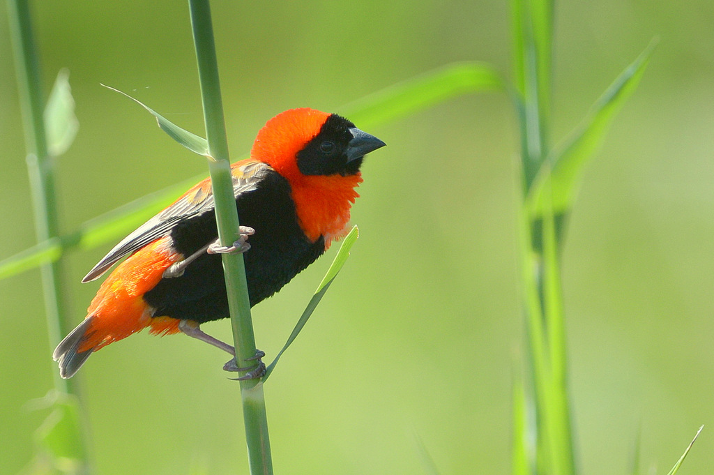 Euplecte ignicolore/Southern Red Bishop (1)