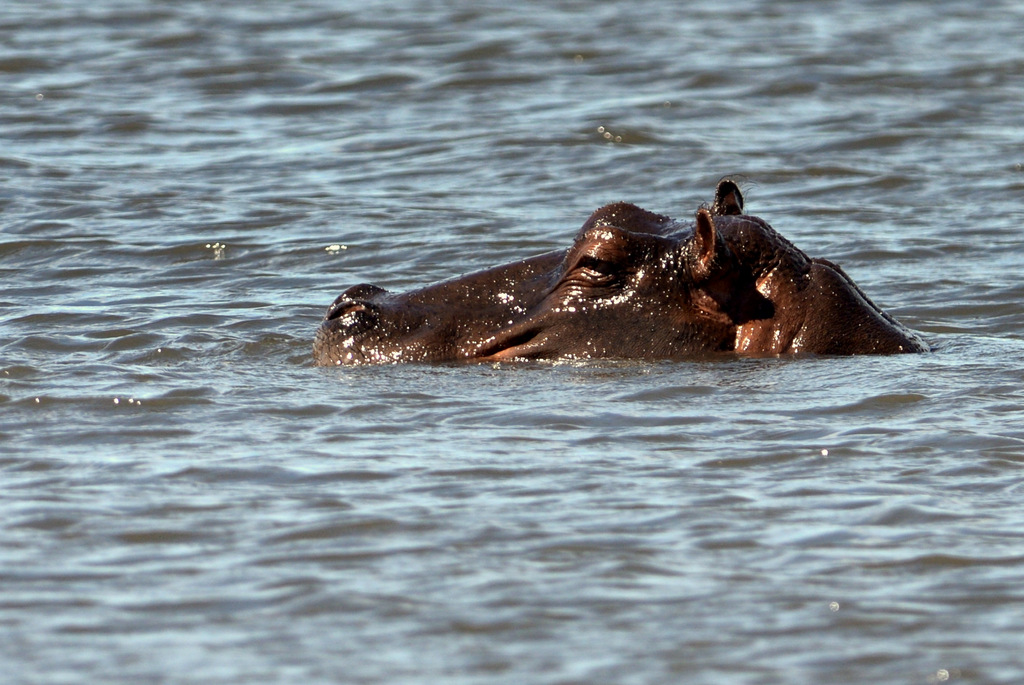 Hippopotame/Hippopotamus (2)